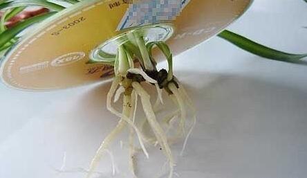 教你廢舊光盤DIY美麗的花盆
