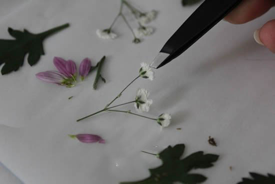 自制母親節(jié)壓花卡片 用干花做賀卡的方法圖解 - www.shouyihuo.com