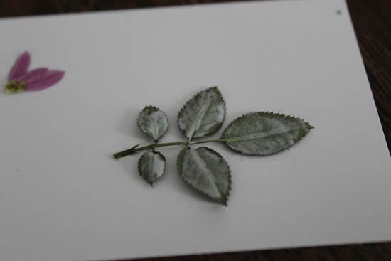 自制母親節(jié)壓花卡片 用干花做賀卡的方法圖解 - www.shouyihuo.com